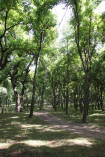 KYRGYZSTAN: Arslanbob (Арсланбоб), The walnut forest