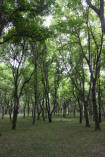 KYRGYZSTAN: Arslanbob (Арсланбоб), The walnut forest